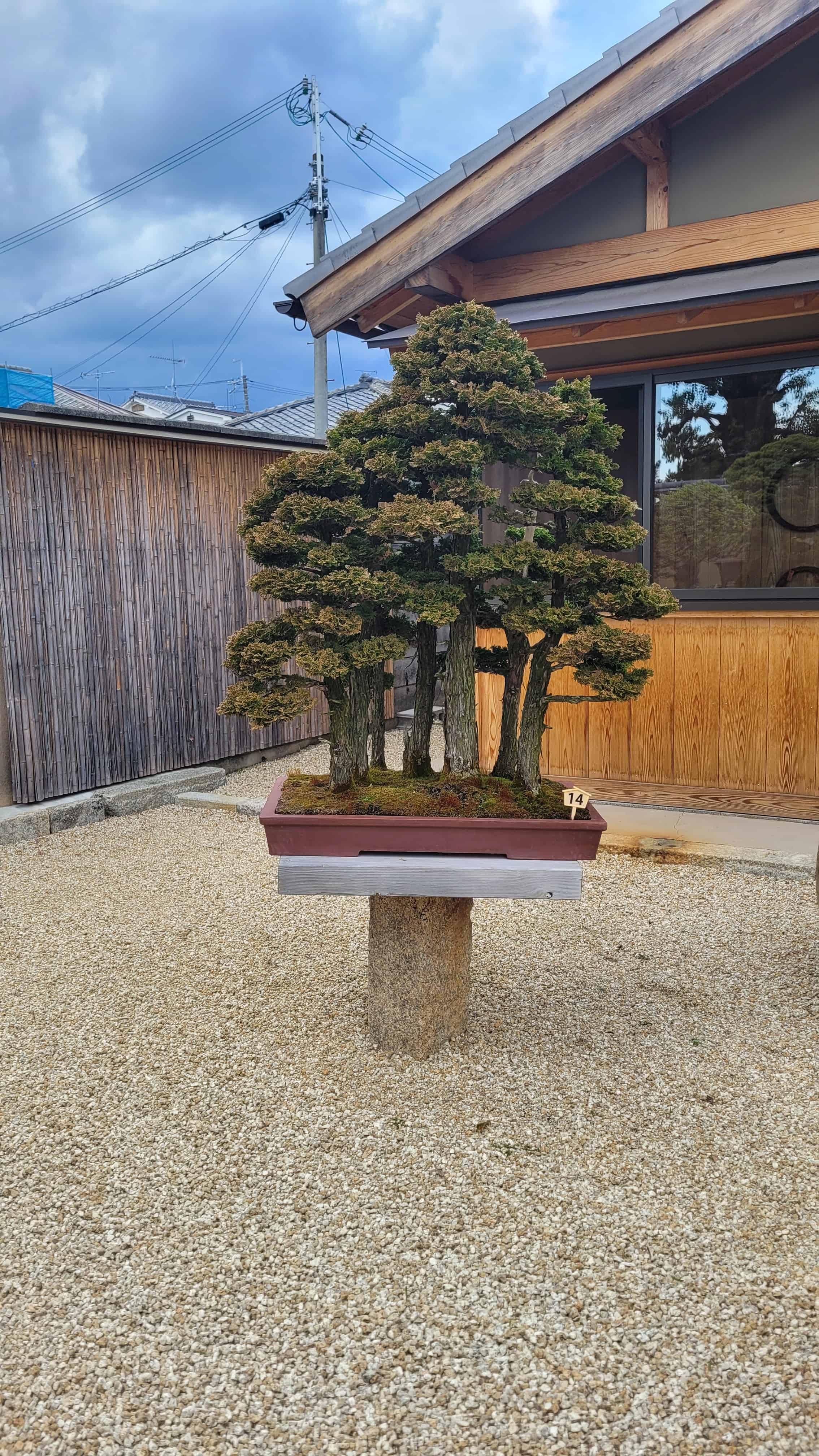 A cypress bonsai tree from kyoto in Japan